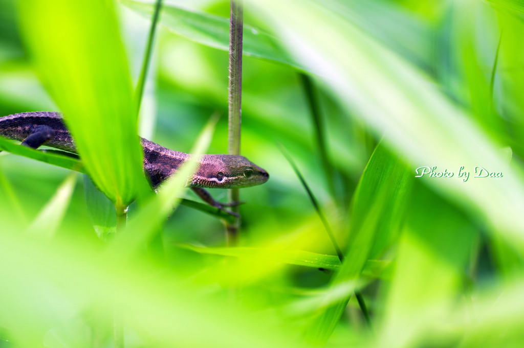 緑に潜む