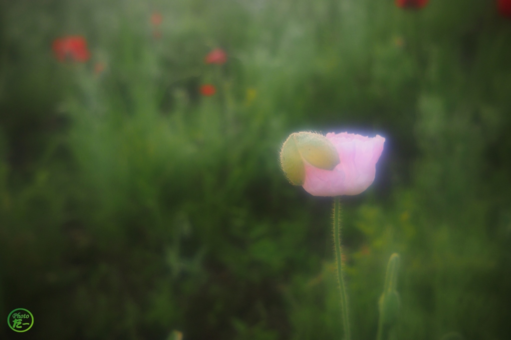 咲きたて