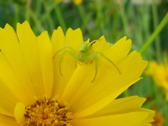 花に潜む２