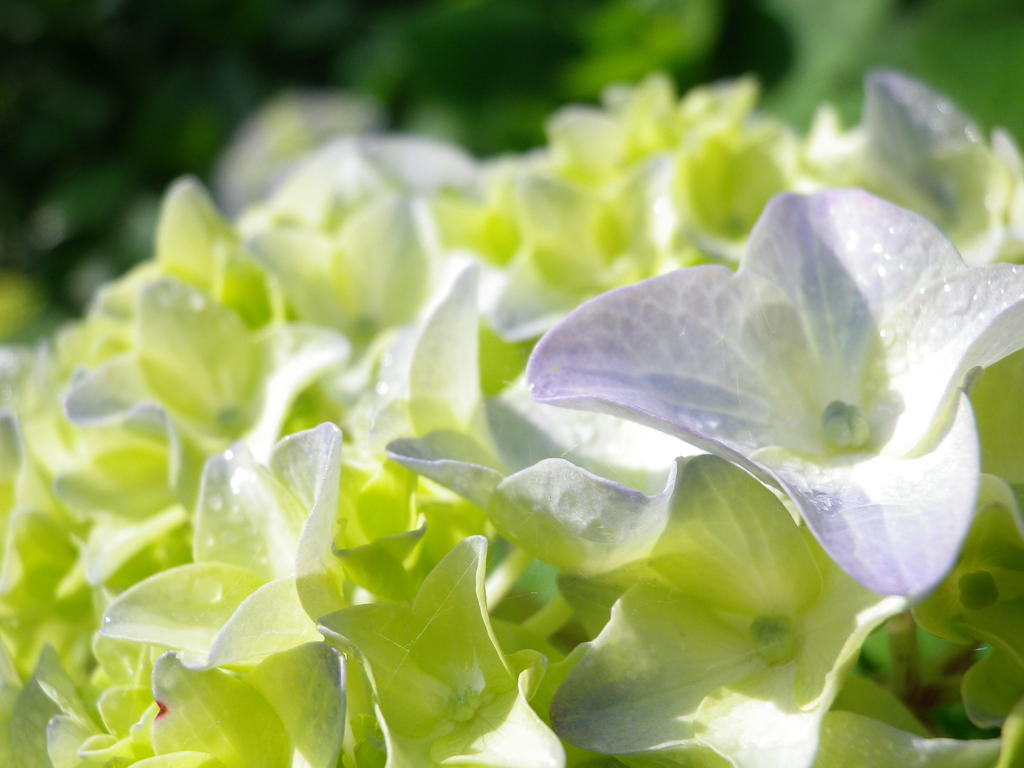 flower9