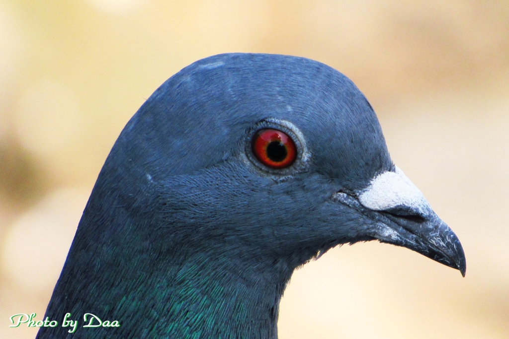 鳩目