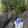 R2D2と一分咲の躑躅