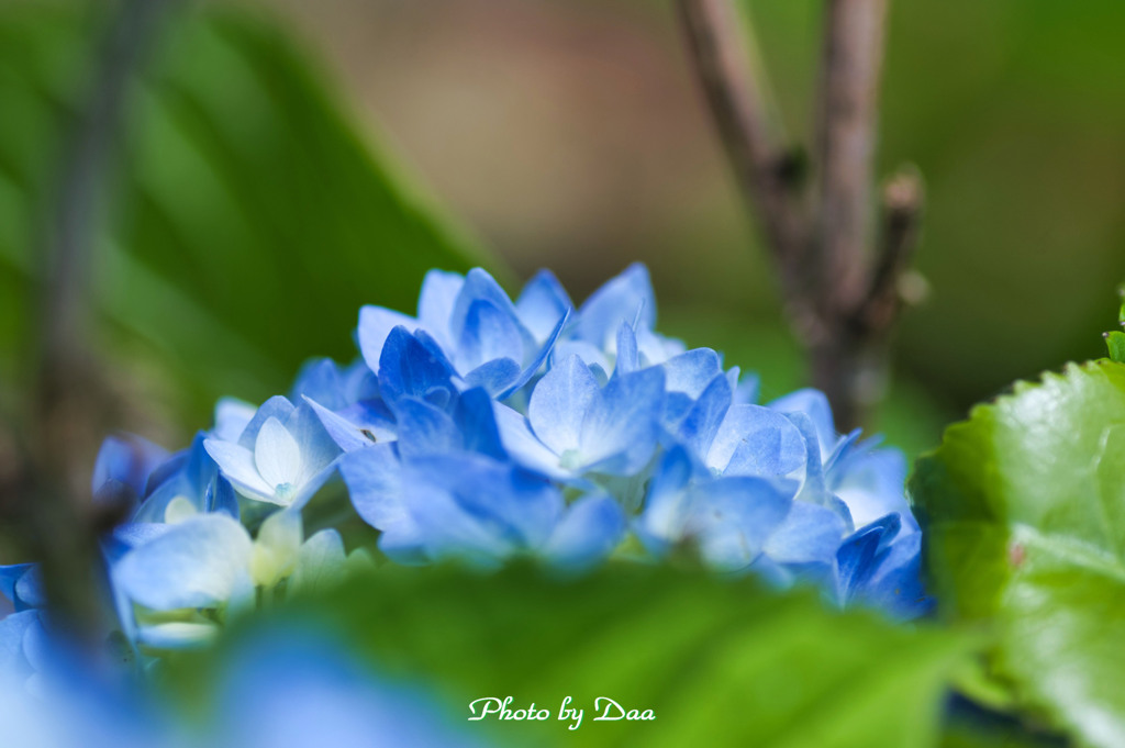 紫陽花アーチ