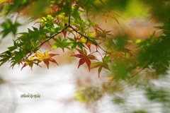 fantasy～もみじ３