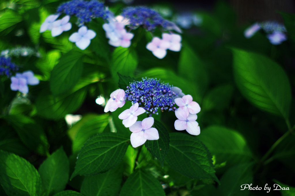 朝の紫陽花