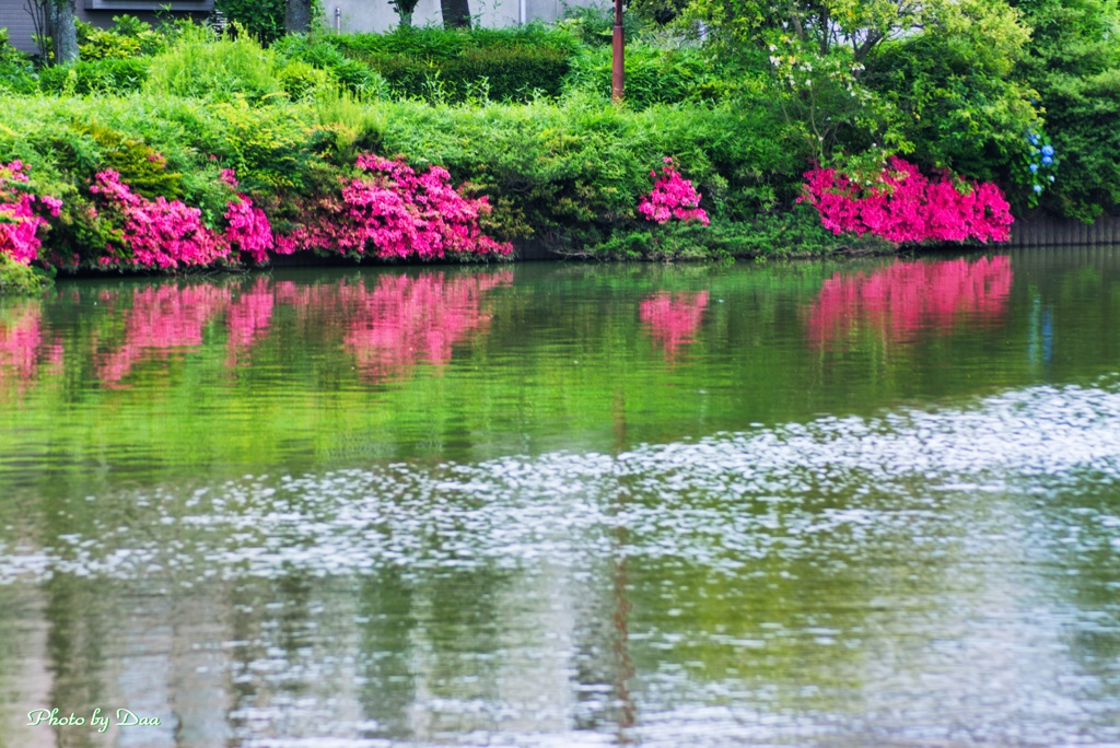 水辺のさつき
