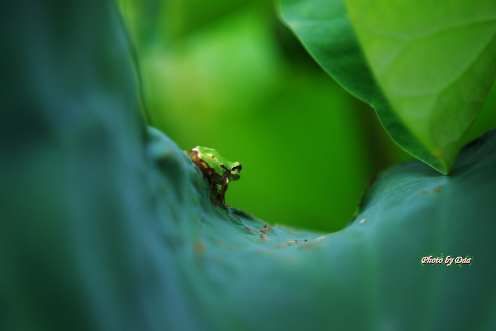 アマガエルの大冒険