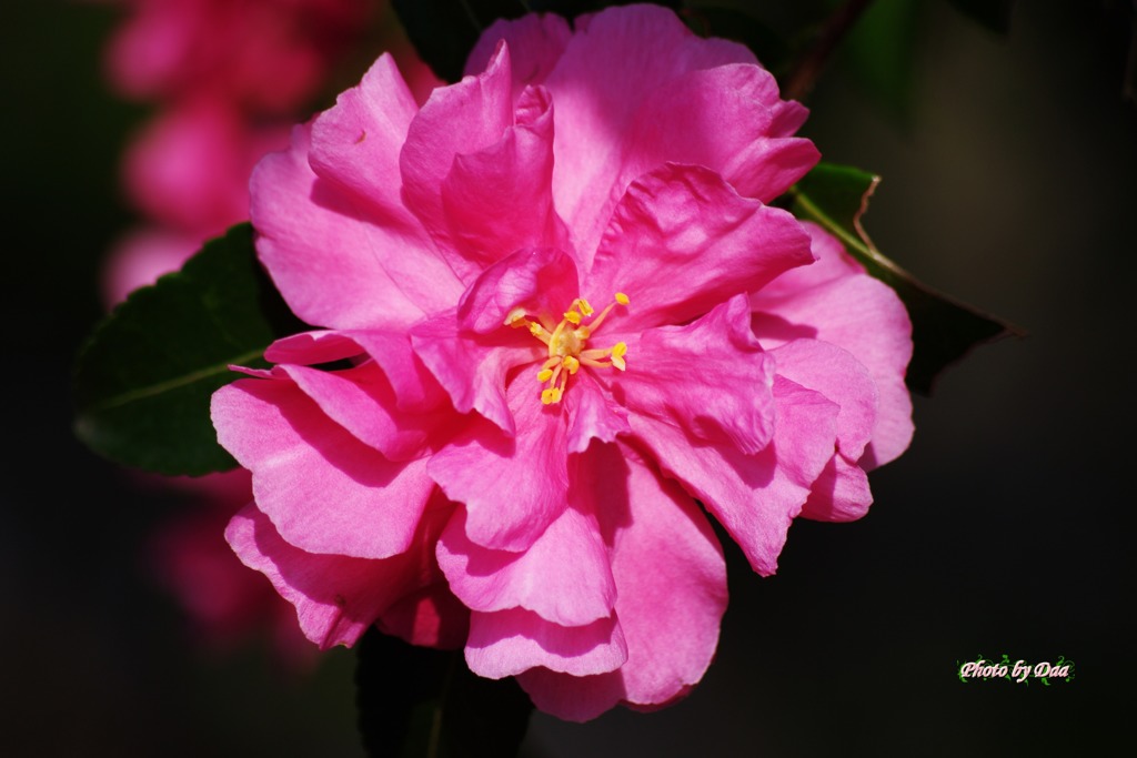 山茶花
