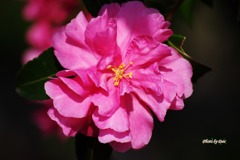 山茶花