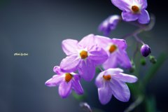 暑い中咲く（その３）