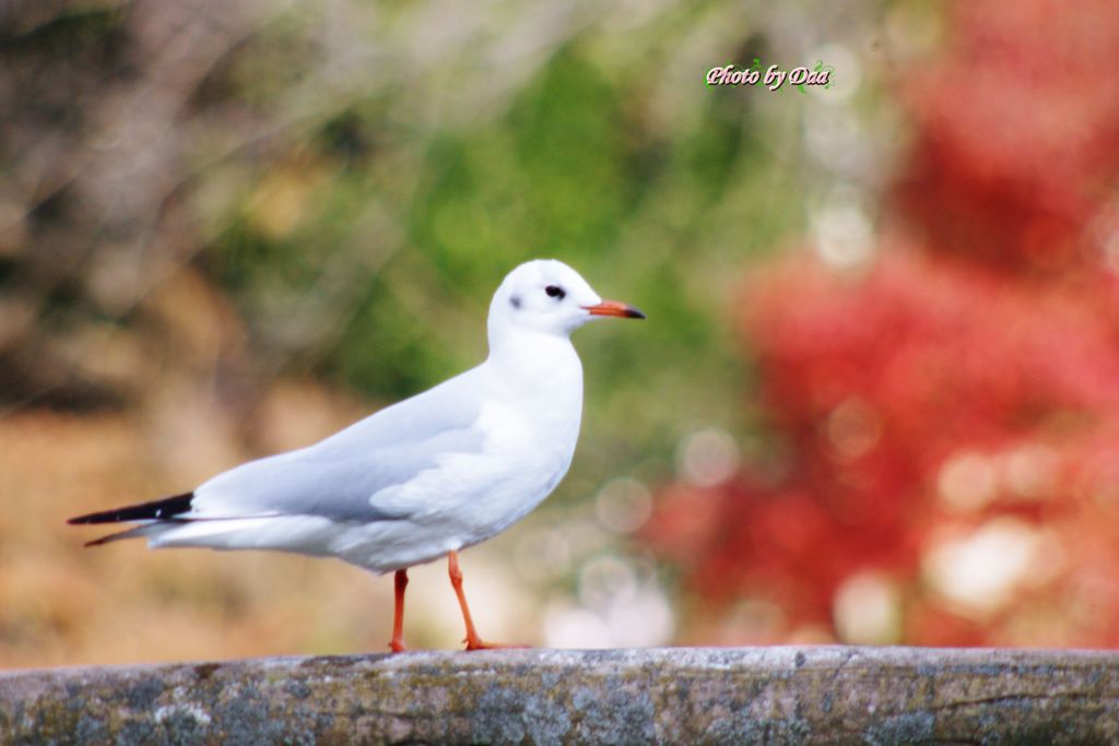 欄干の上のユリカモメ