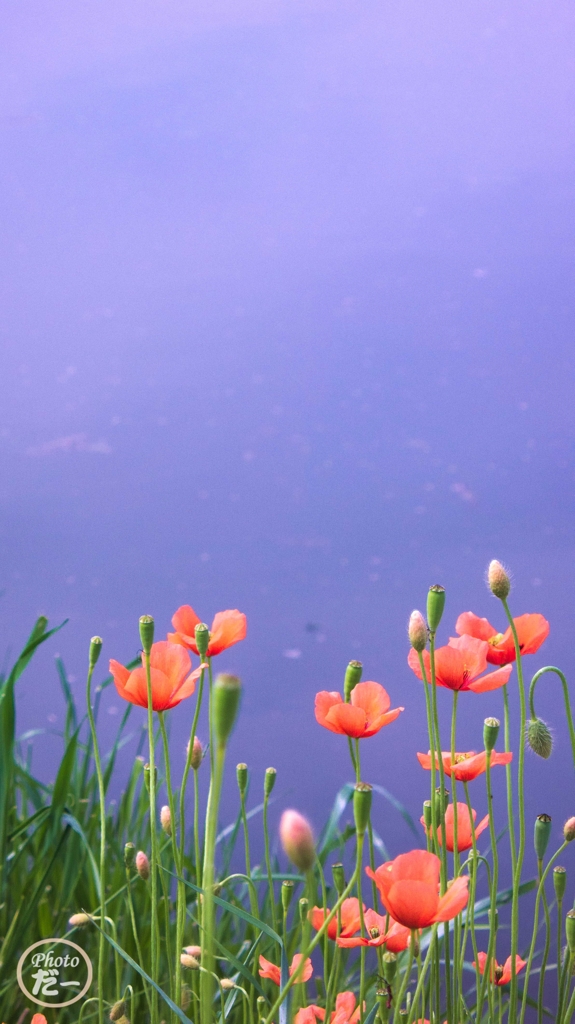 川辺のポピーその２