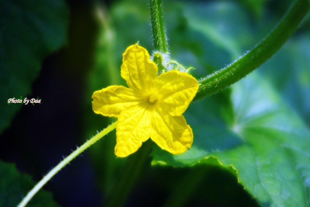 キュウリの花