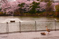 雁（がん）の花見