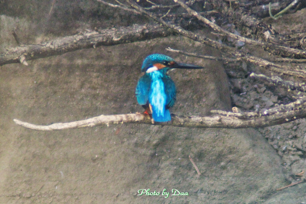 カワセミ再現像 Ⅳ