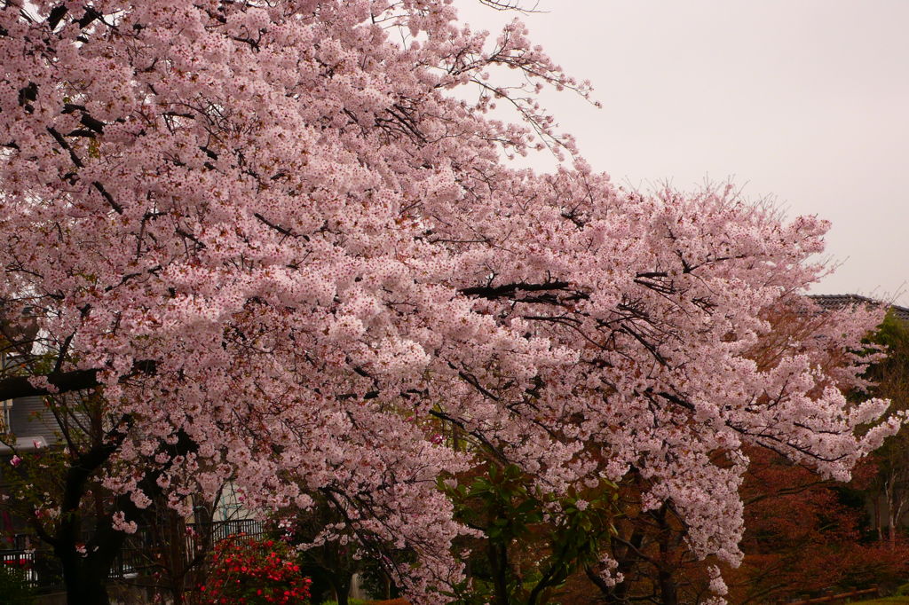 桜