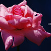 薔薇　Ⅰ