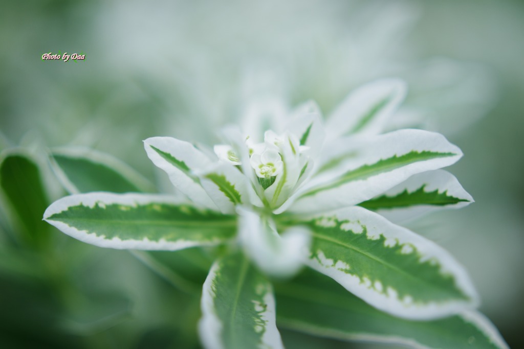 ホワイトグラデーション