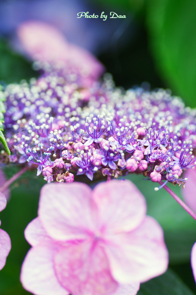 紫陽花極彩