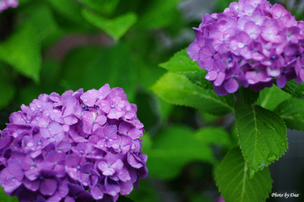 雨の日紫陽花（その２）