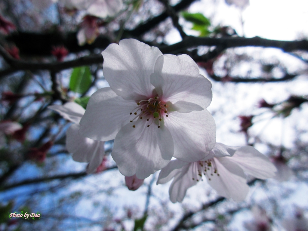 透かし桜
