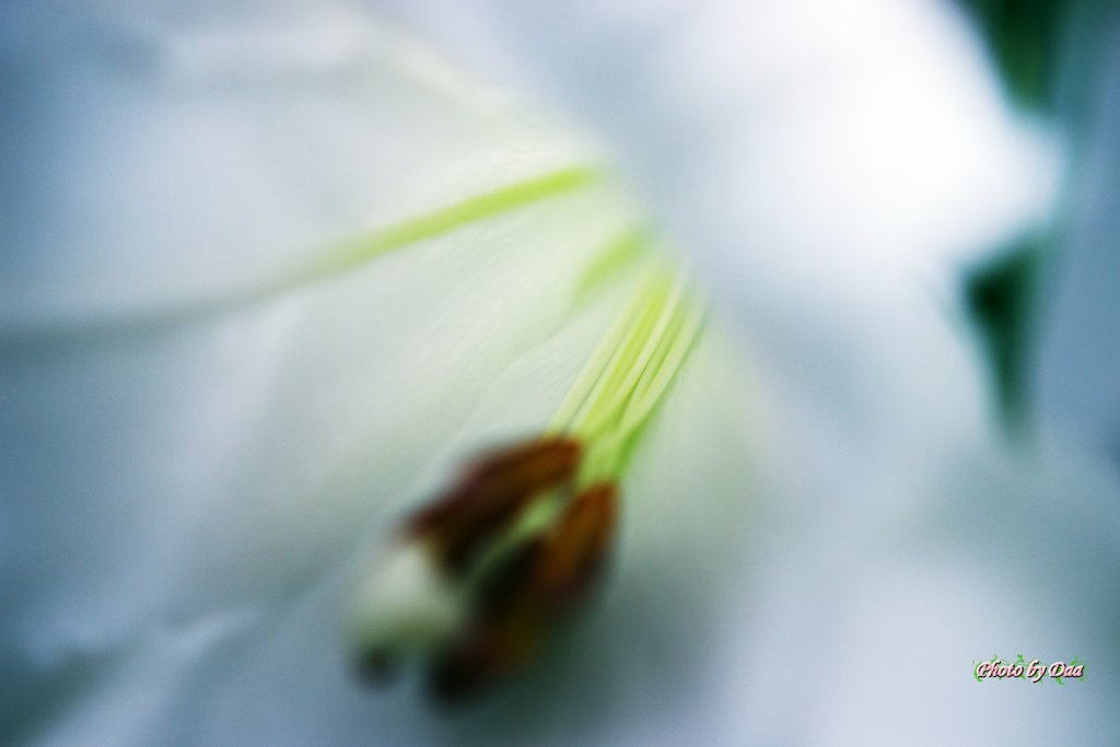 白の中で伸びる