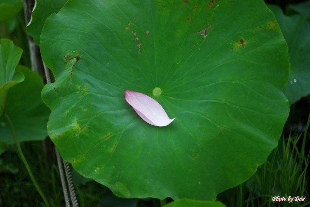 花びら１枚