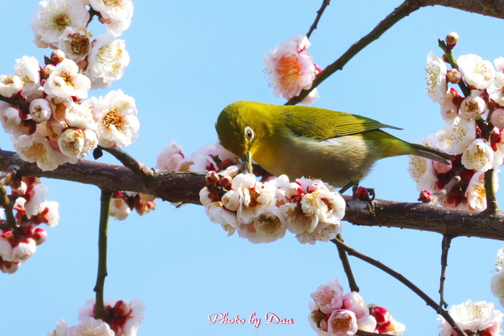 梅の蜜美味しい