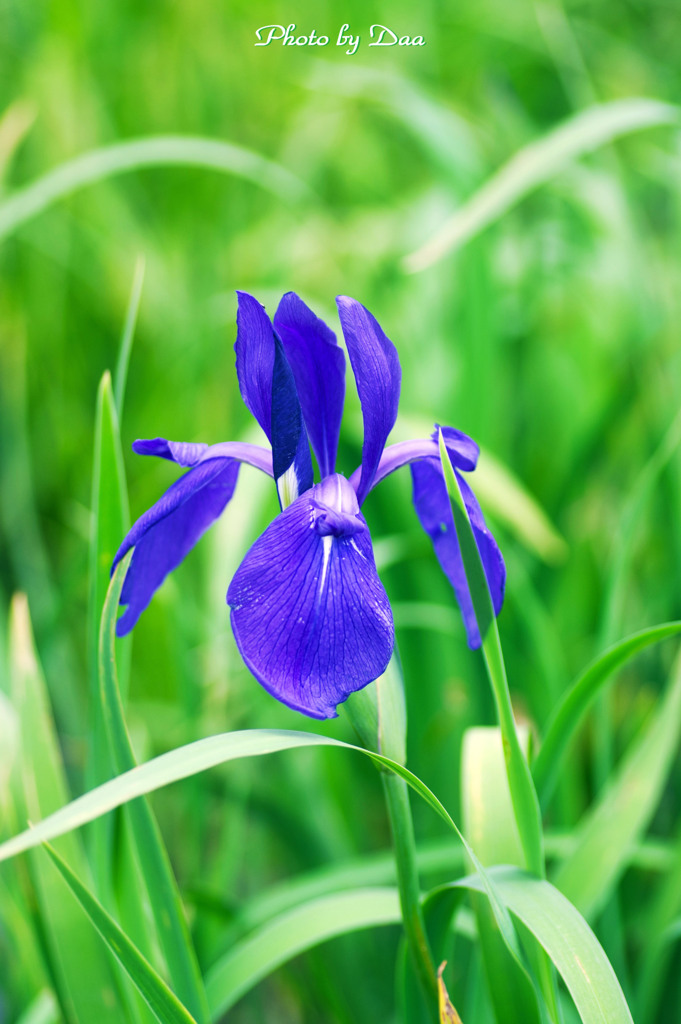 菖蒲