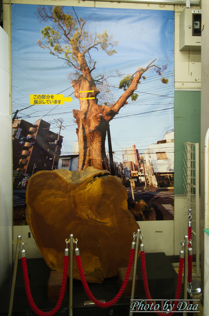 与野駅の欅の木