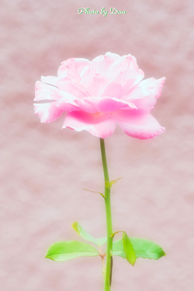 薔薇 Ⅰ