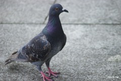 どばと