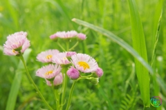 ユーミンの歌の花