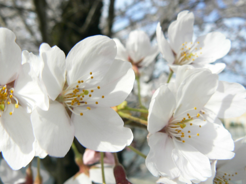 桜
