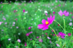 雨上がりの秋桜畑（その３）