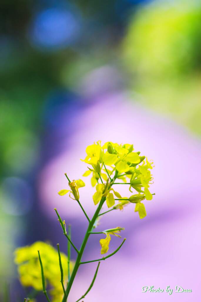 また来年の黄色