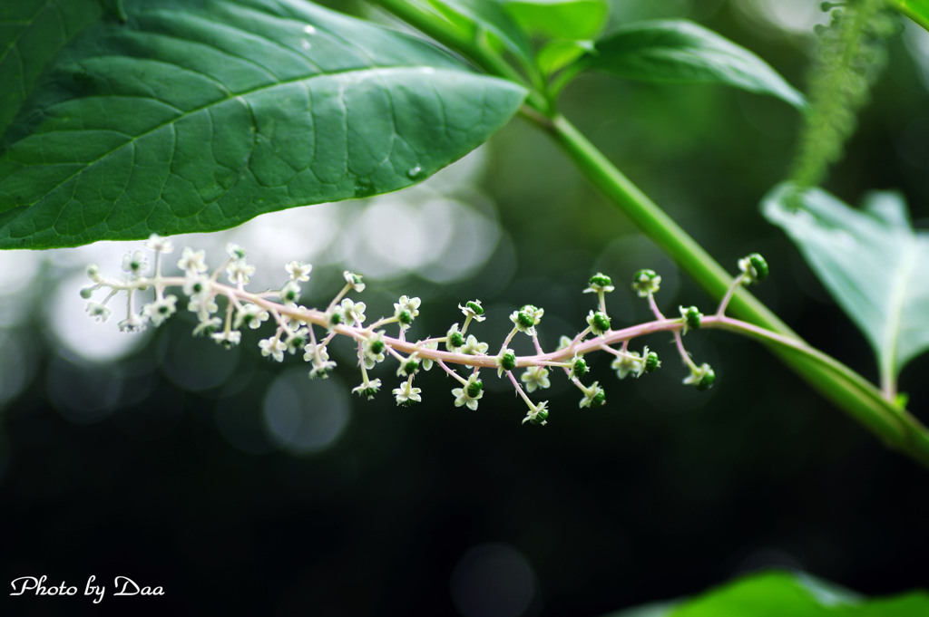 ヨウシュヤマゴボウ２