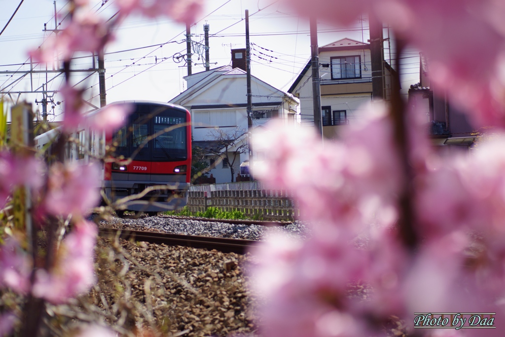 桜から