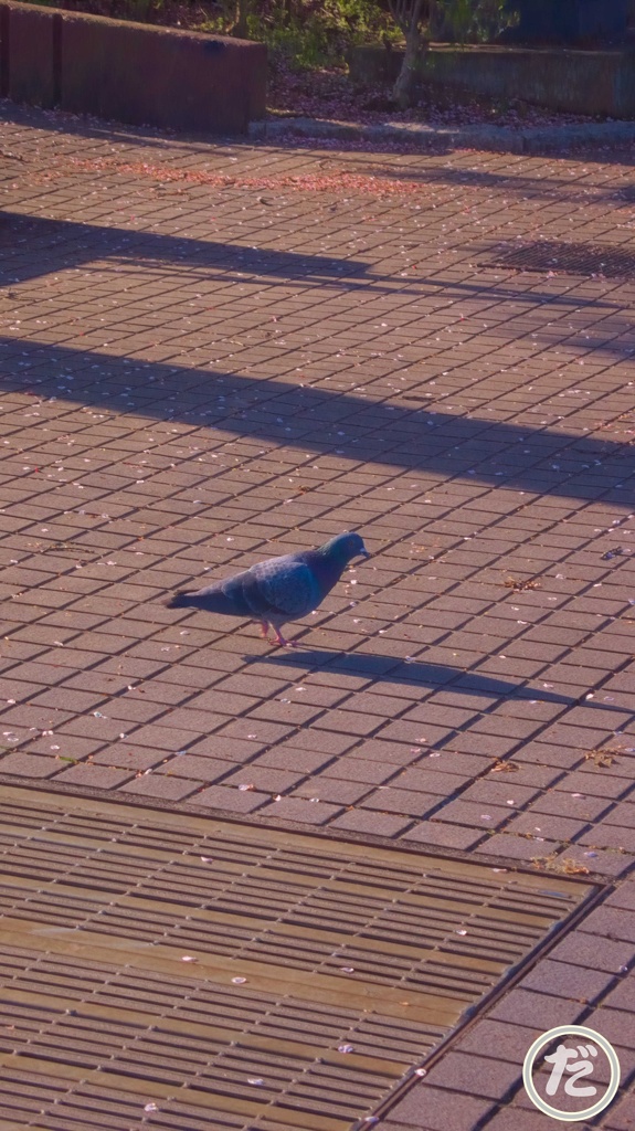 鳩
