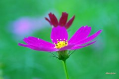 冠付き秋桜