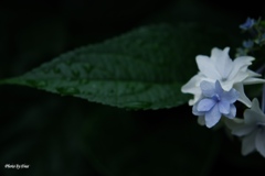 花と葉（その１）