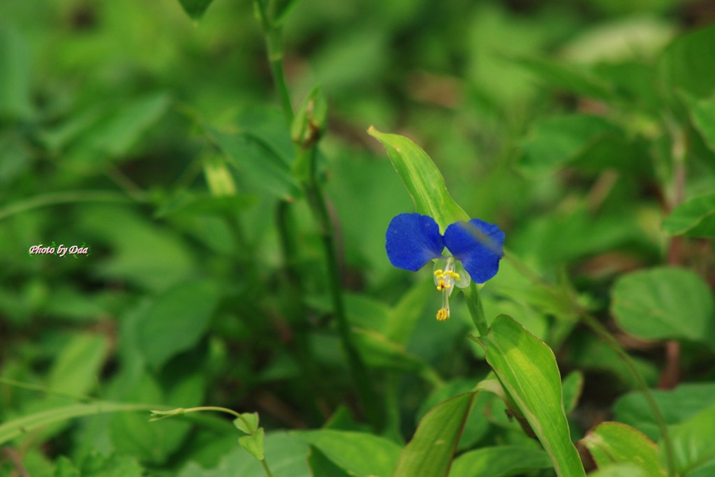 露草