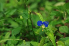露草