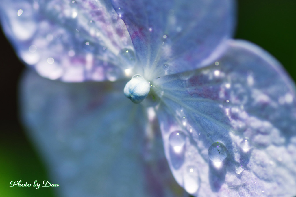 紫陽花に雫