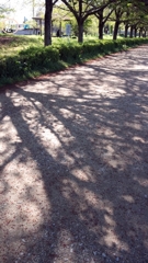 遊歩道の木陰