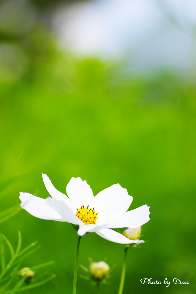 白い秋桜