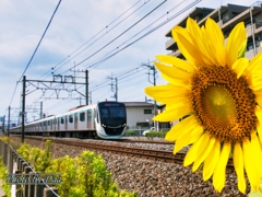 ひまわりと電車 ひまわりと電車