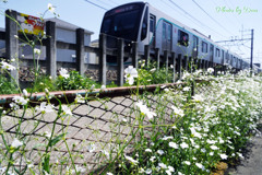 白い花と鉄道