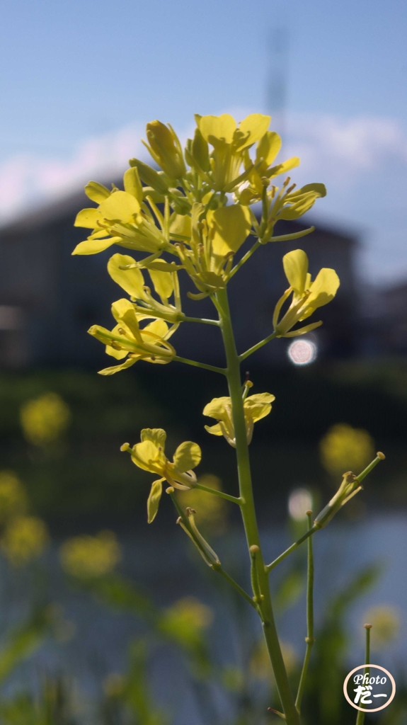朝の菜の花