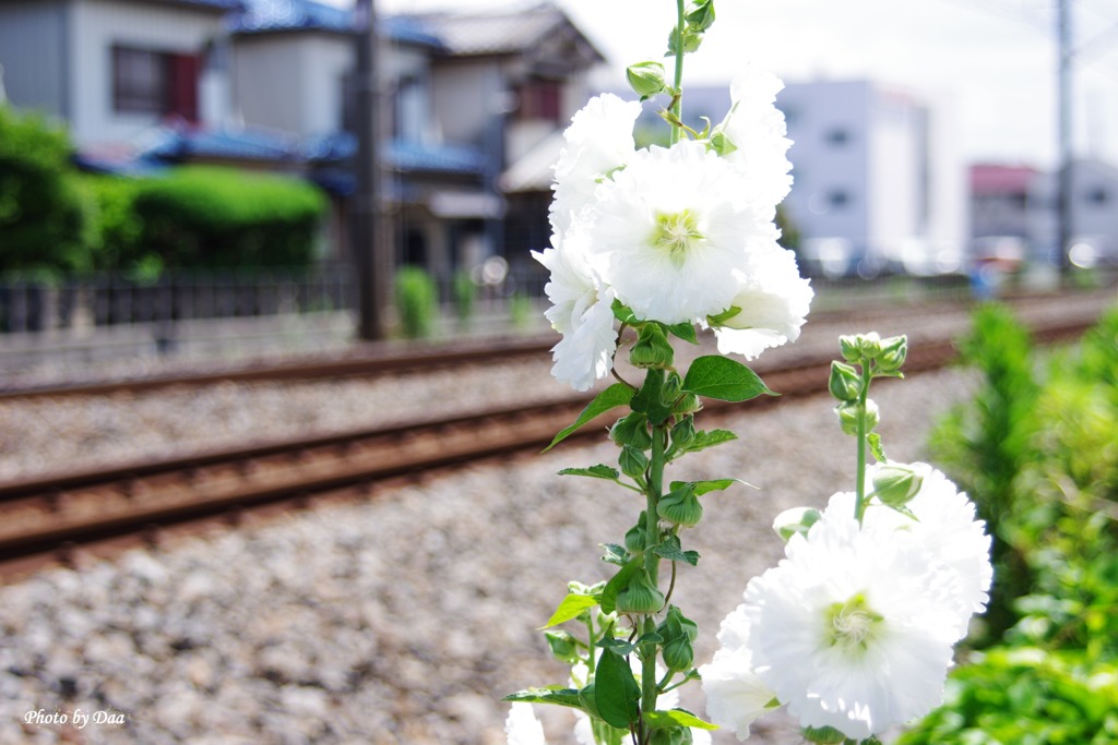 芙蓉とレール